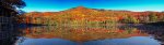 fall foliage.jpg