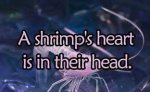 Shrimp Fact.jpg