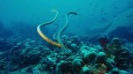 snakes.jpg