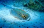 spotted stingray.jpg