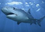 shark.jpg