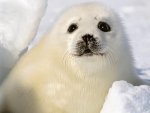 seal.jpg