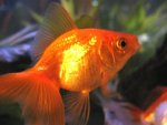 goldfish images.jpg