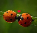 ladybug kisses.jpg