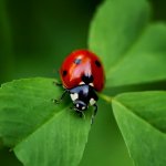ladybug on clover.jpg