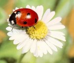 ladybug on daisy.jpg