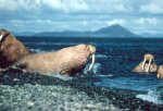 walruses.jpg