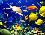 yellow fish.jpg