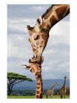 Giraffes.jpg