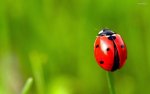 ladybug on grass blade.jpg
