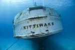 kittiwake.jpg