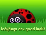 ladybugs are good luck.jpg