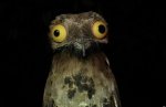 common Potoo.jpg