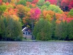 tree foliage by lake.jpg