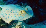 blue-spotted stingray.jpg