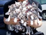 a.aaa-Lot-of-cute-cats.jpg