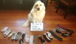 Dog-with-missing-socks.jpg