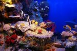 fish in coral bed.jpg