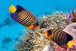 striped fish.jpg