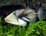 Trigger Fish.jpg