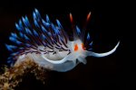 sea creature.jpg