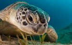 turtle up close.jpg