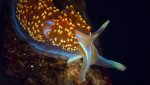 Nudibranch from The Last Reef 3D s (1)[1].jpg