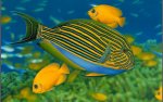 weird fish.jpg