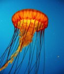types-of-jellyfish-and-jellyfish-pictures-10[1].jpg