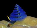 spiny creature.jpg