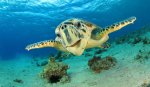 pretty turtle.jpg