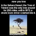 Tree of Tenere.jpg