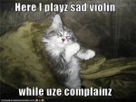 violin-complaining-cat.jpg