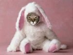 Easter rabbit cat.jpg
