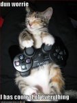 gamer cat.jpg