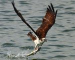 hawk catching a fish.jpg