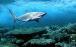 a shark.jpg