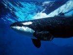 an Orca.jpg