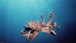 Dark-Ocean-Animal-Octopus-Wallpaper-HD.jpg