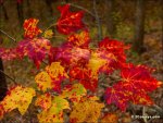 72_fall_foliage_leaves.jpg