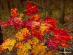72_fall_foliage_leaves.jpg