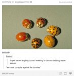 Ladybug Council.jpg