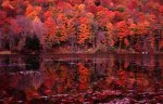 lake-front foliage.jpg