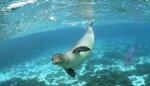 monk seal.jpg