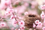 a bird's nest.jpg