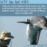 armed dolphins.jpg