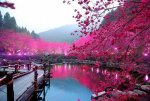 beautiful-photography-pink-water-favim-com-425916.jpg