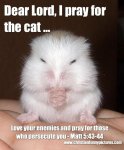 Mouse pray for the cat.jpg