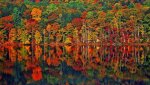 lake foliage.jpg
