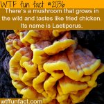 chicken-flavored mushroom.jpg